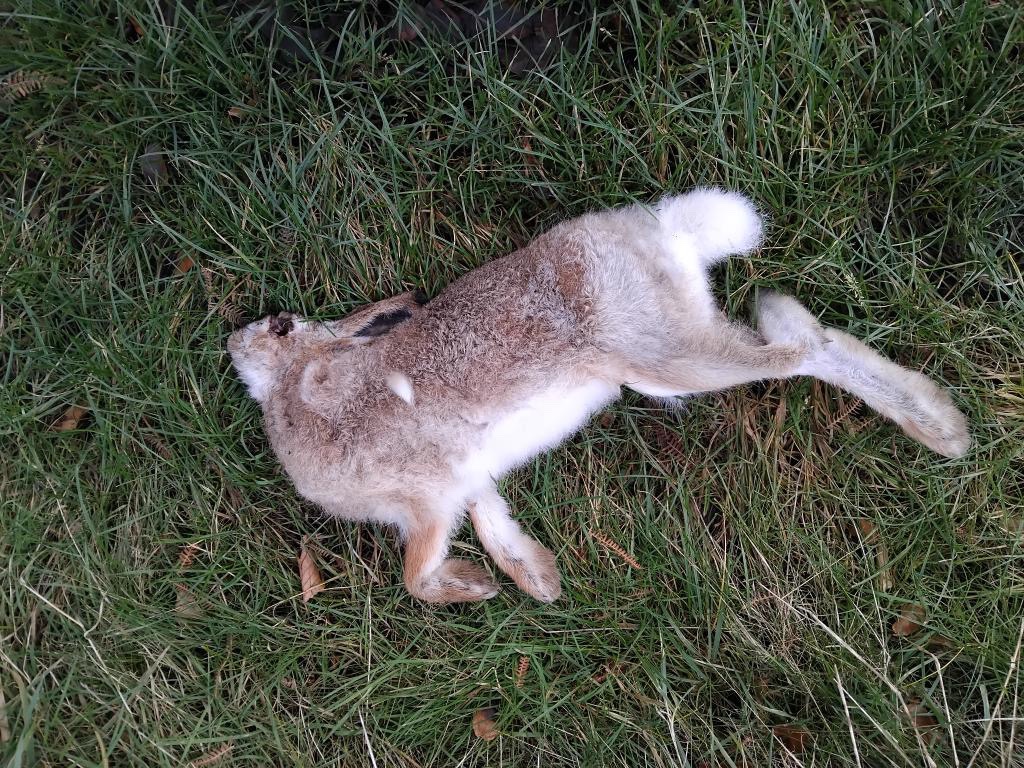 Hare Today Gone Tomorrow – The Path Less Travelled
